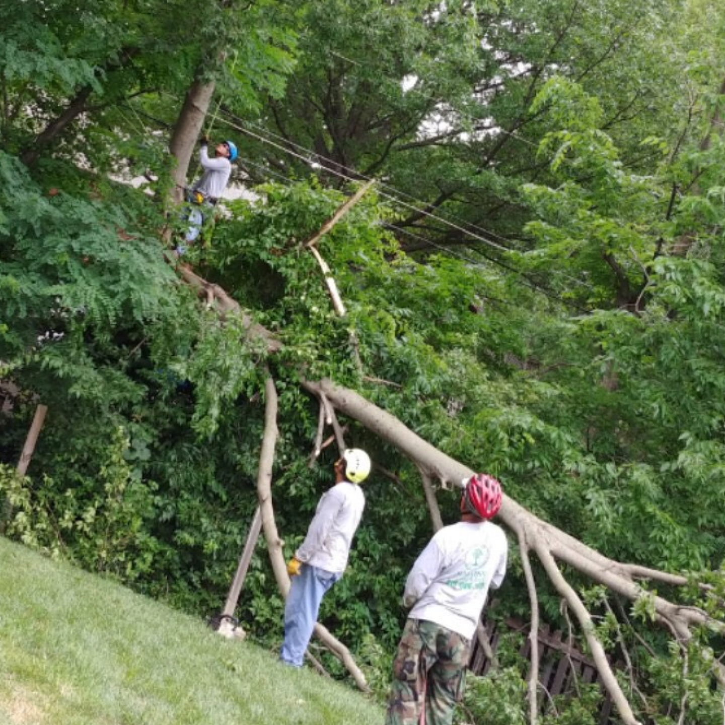 Emergency Tree Removal | Independence, Kansas City, MO & Kansas City ...