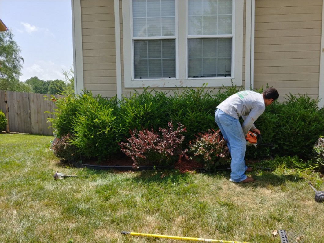 Tree Shaping Kansas City, MO Martinez Tree & Lawn Service, LLC